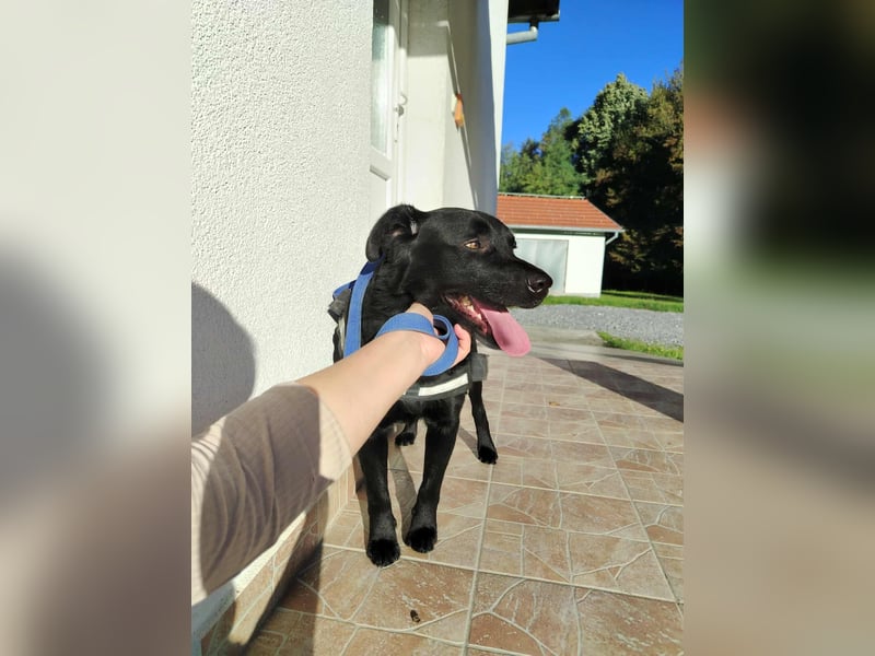 freundlicher Retriever Mischlings-Rüde Ravioli sucht seine Menschen