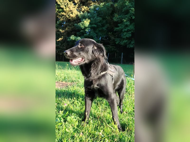 fröhlicher Retriever Mischlings-Rüde Sebbo sucht ein Zuhause