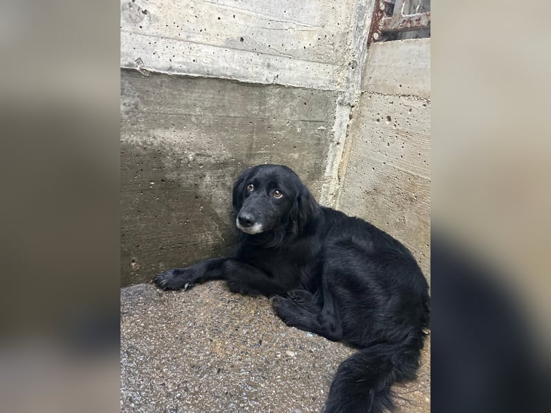 hübscher Retriever Mischlings-Rüde Nino sucht ein Zuhause oder Pflegestelle