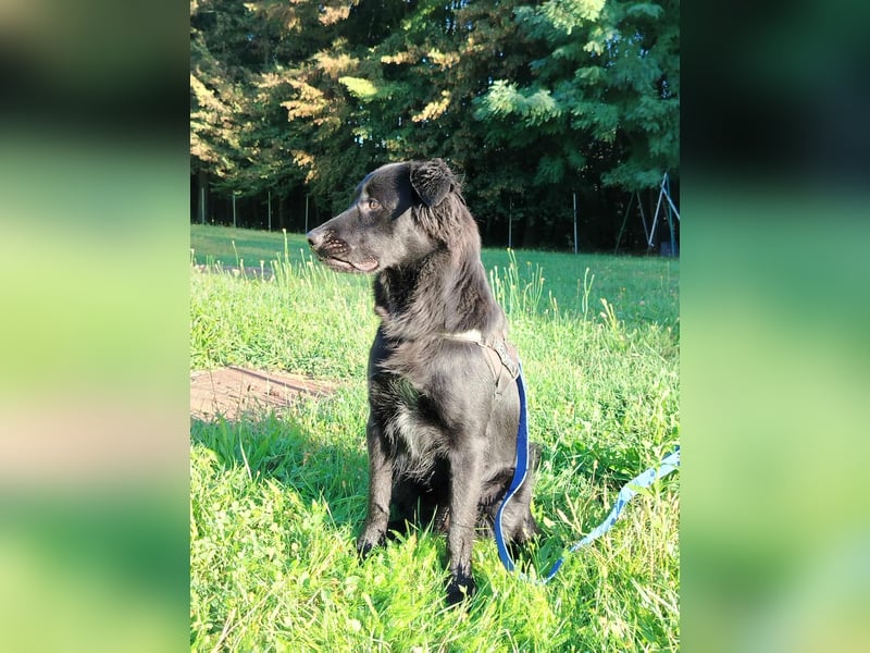fröhlicher Retriever Mischlings-Rüde Sebbo sucht ein Zuhause