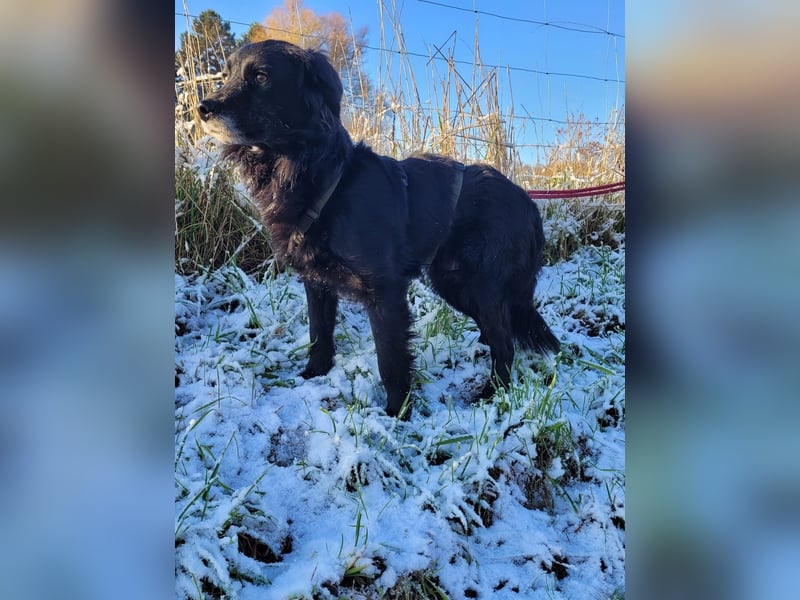 sanfter freundlicher Retriever Mischlings-Rüde Nino sucht ein Zuhause