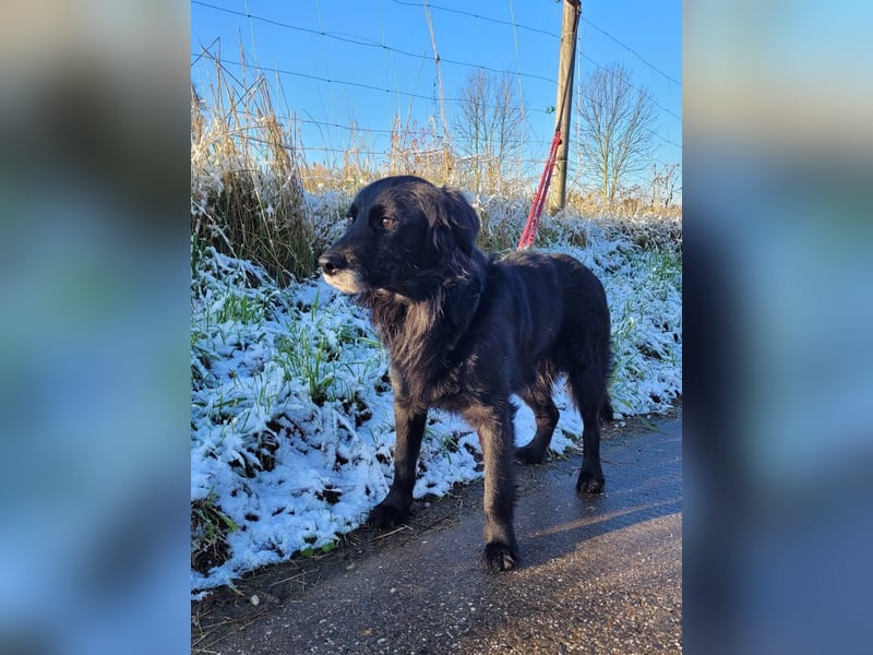 sanfter freundlicher Retriever Mischlings-Rüde Nino sucht ein Zuhause