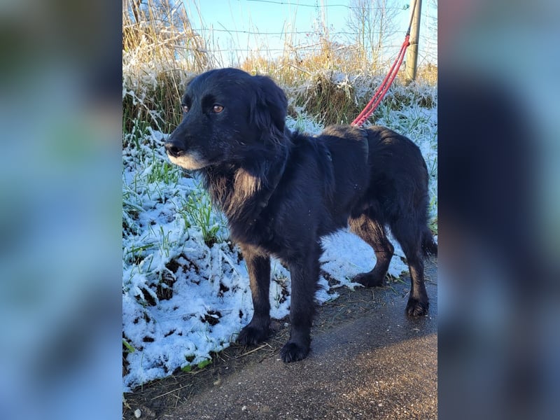 sanfter freundlicher Retriever Mischlings-Rüde Nino sucht ein Zuhause