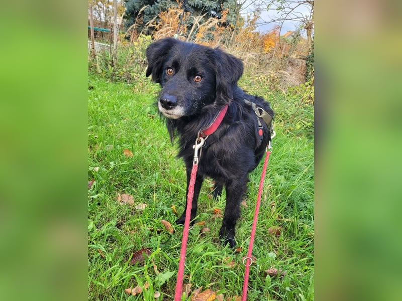 sanfter freundlicher Retriever Mischlings-Rüde Nino sucht ein Zuhause