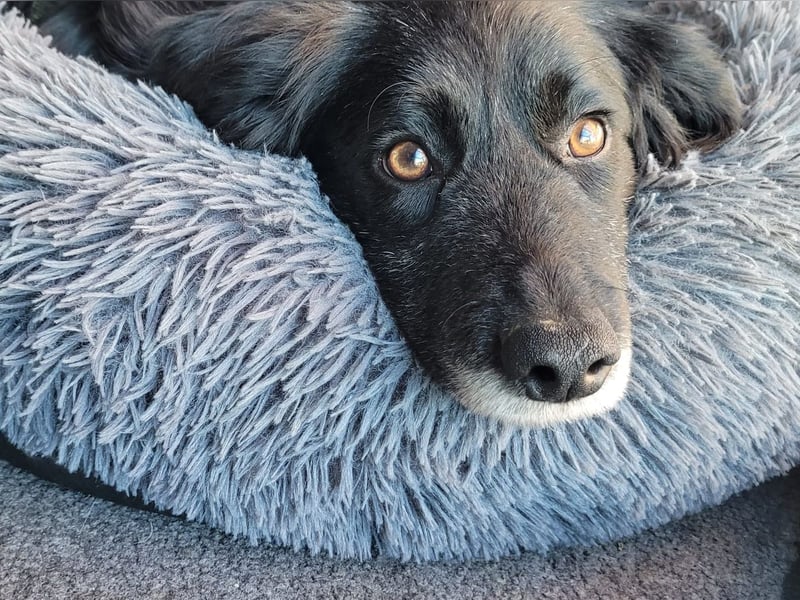 sanfter freundlicher Retriever Mischlings-Rüde Nino sucht ein Zuhause