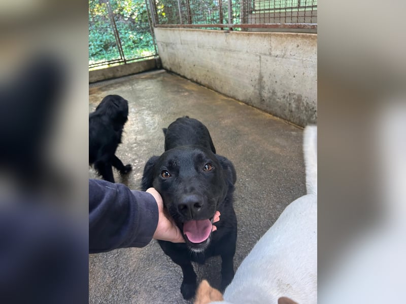 freundlicher Retriever Mischlings-Rüde Ravioli sucht seine Menschen
