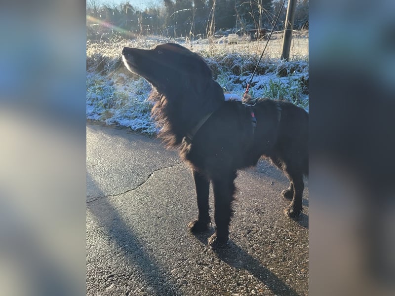 sanfter freundlicher Retriever Mischlings-Rüde Nino sucht ein Zuhause