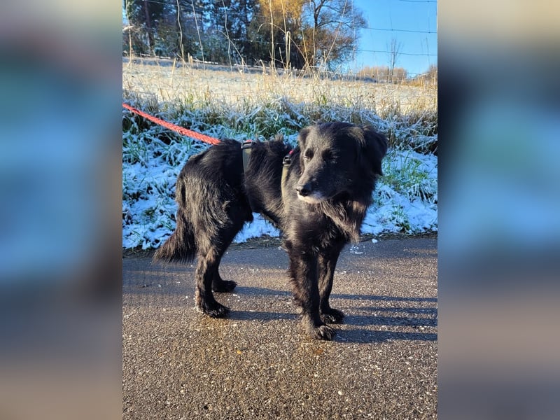 sanfter freundlicher Retriever Mischlings-Rüde Nino sucht ein Zuhause