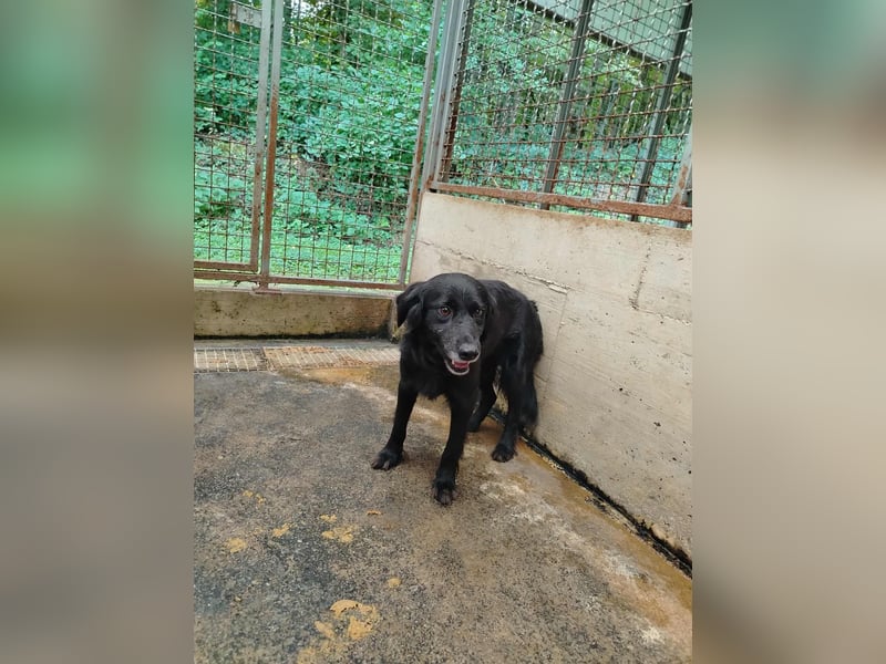 hübscher Retriever Mischlings-Rüde Nino sucht ein Zuhause oder Pflegestelle