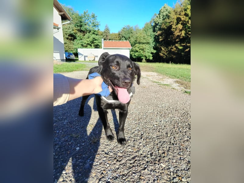 freundlicher Retriever Mischlings-Rüde Ravioli sucht seine Menschen