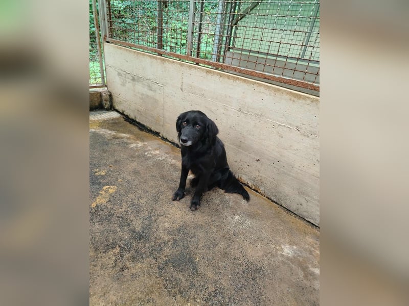 hübscher Retriever Mischlings-Rüde Nino sucht ein Zuhause oder Pflegestelle