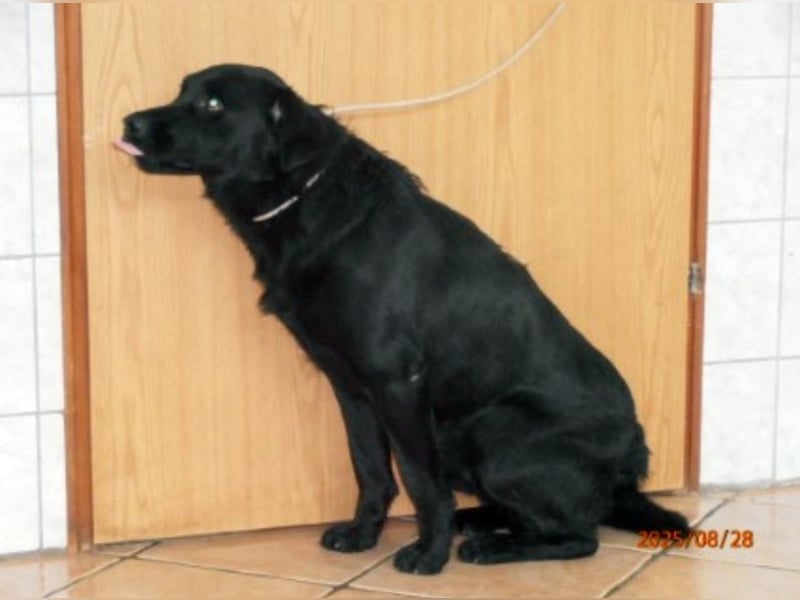 hübscher Retriever Mischlings-Rüde Ravioli sucht ein Zuhause oder Pflegestelle