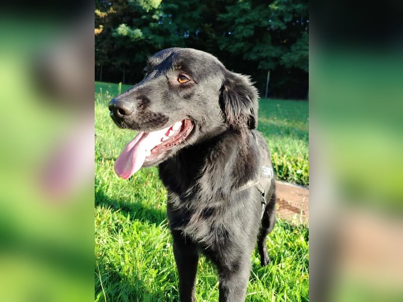 fröhlicher Retriever Mischlings-Rüde Sebbo sucht ein Zuhause