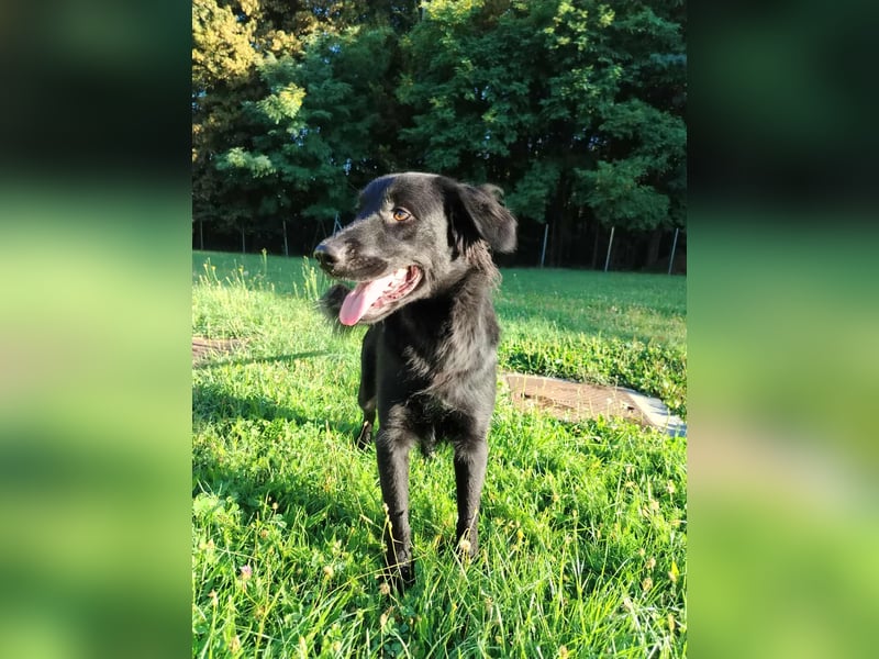 fröhlicher Retriever Mischlings-Rüde Sebbo sucht ein Zuhause