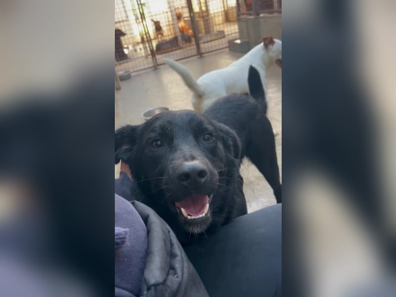 freundlicher Retriever Mischlings-Rüde Ravioli sucht seine Menschen