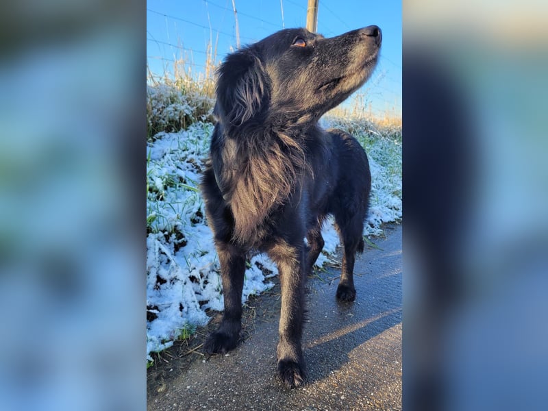 sanfter freundlicher Retriever Mischlings-Rüde Nino sucht ein Zuhause