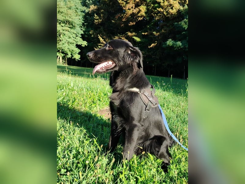 fröhlicher Retriever Mischlings-Rüde Sebbo sucht ein Zuhause