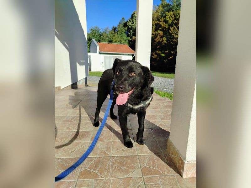 freundlicher Retriever Mischlings-Rüde Ravioli sucht seine Menschen