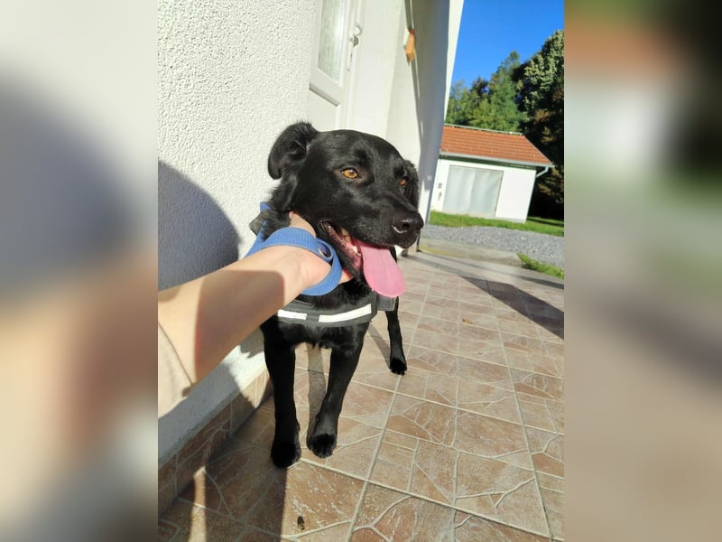 freundlicher Retriever Mischlings-Rüde Ravioli sucht seine Menschen