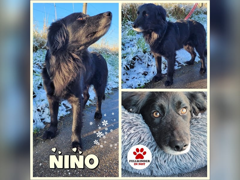 sanfter freundlicher Retriever Mischlings-Rüde Nino sucht ein Zuhause