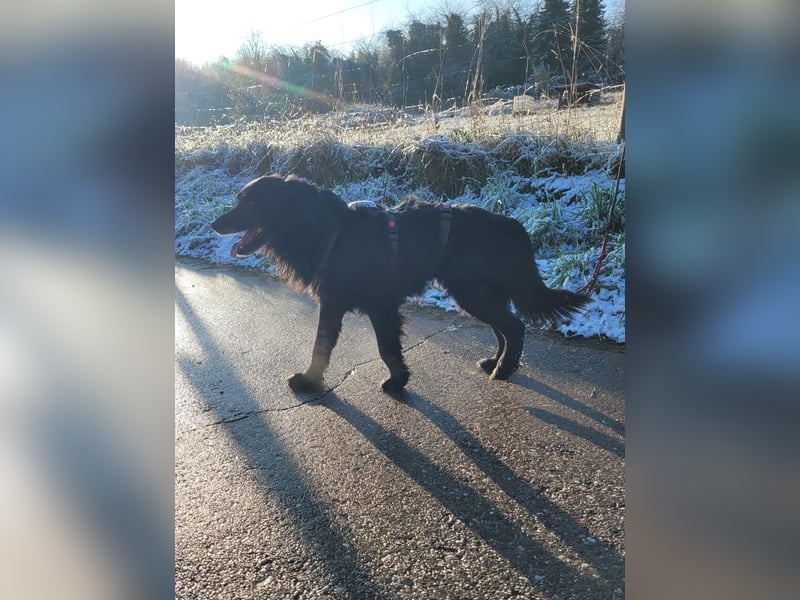 sanfter freundlicher Retriever Mischlings-Rüde Nino sucht ein Zuhause