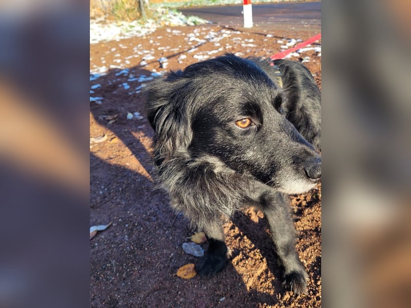 sanfter freundlicher Retriever Mischlings-Rüde Nino sucht ein Zuhause