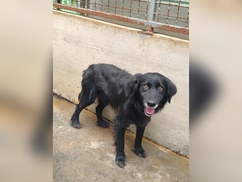 hübscher Retriever Mischlings-Rüde Nino sucht ein Zuhause oder Pflegestelle