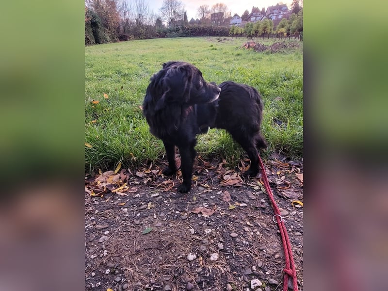 sanfter freundlicher Retriever Mischlings-Rüde Nino sucht ein Zuhause