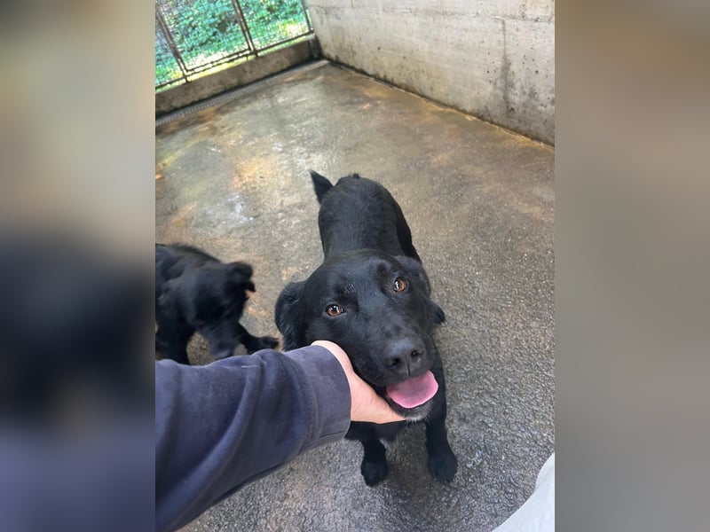 freundlicher Retriever Mischlings-Rüde Ravioli sucht seine Menschen
