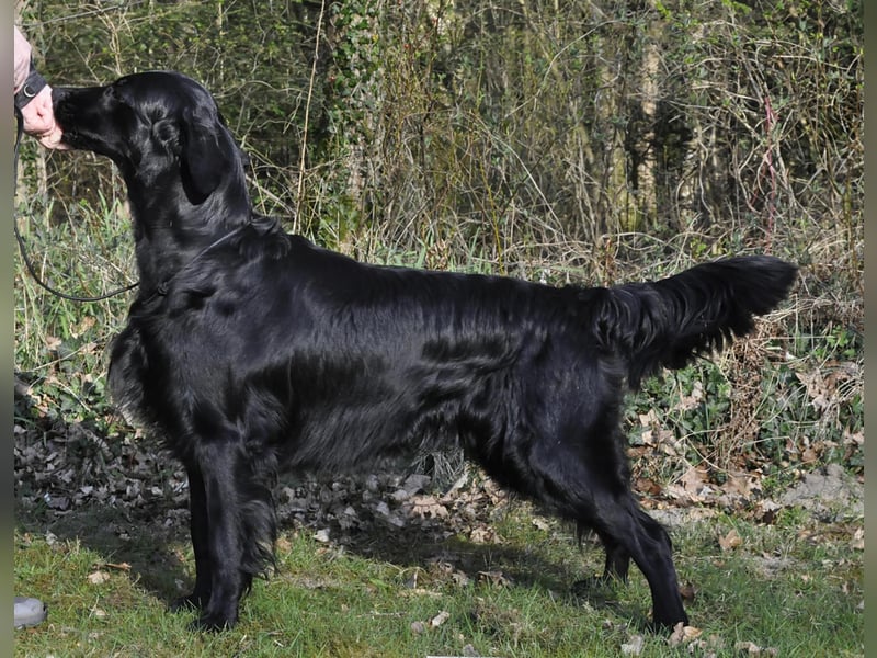 Flat Coated Retriever