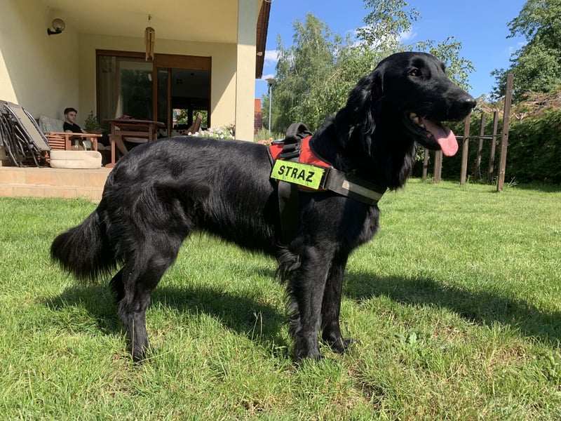 Flat Coated Retriever