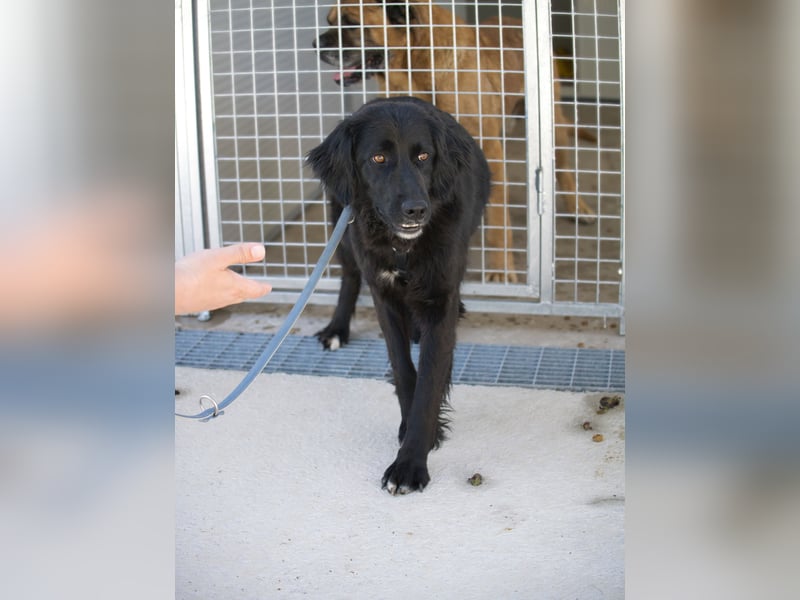 Avena - die Sanftheit im Puschelfell