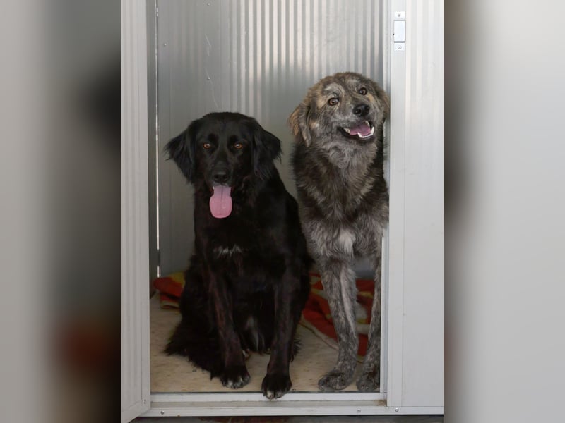 Avena - die Sanftheit im Puschelfell