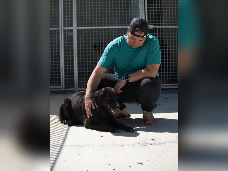 Avena - die Sanftheit im Puschelfell