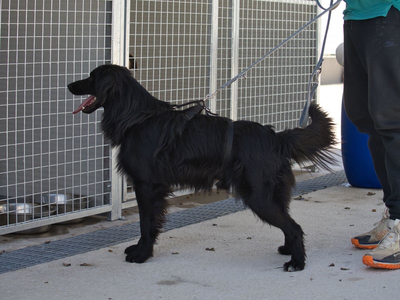 Sonic - eine Puschel-Rakete