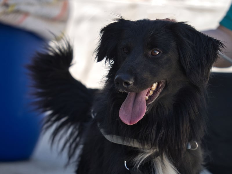 Sonic - eine Puschel-Rakete