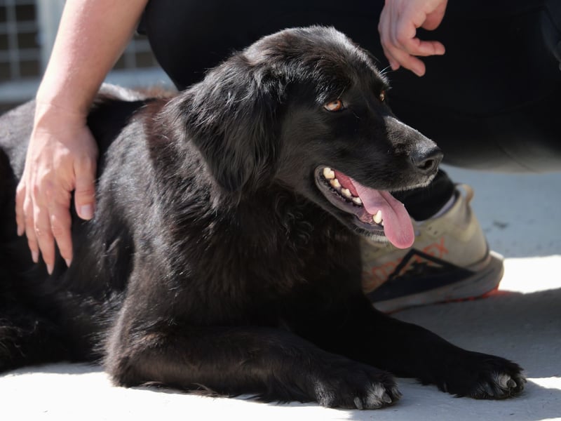 Avena - die Sanftheit im Puschelfell