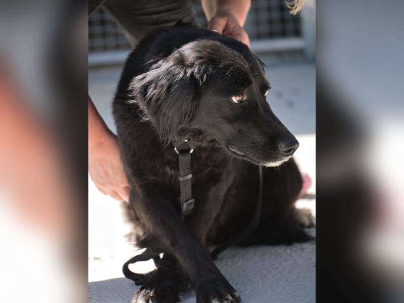 Avena - die Sanftheit im Puschelfell