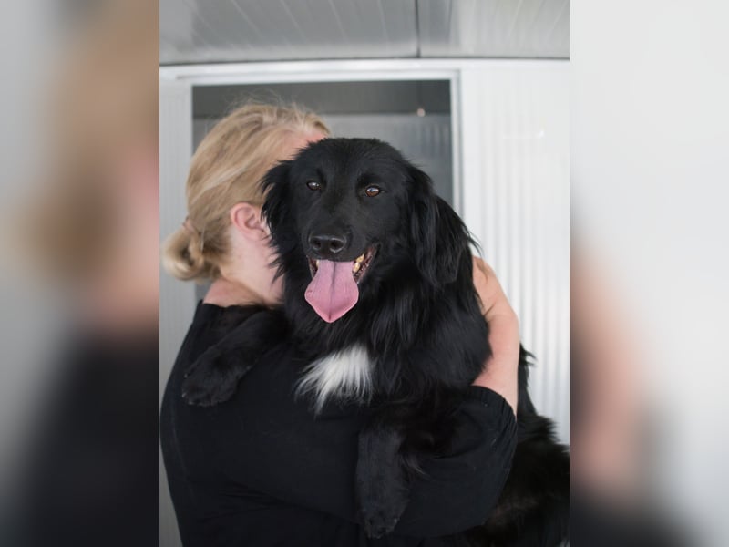 Sonic - eine Puschel-Rakete