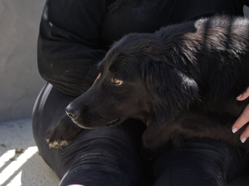 Avena - die Sanftheit im Puschelfell