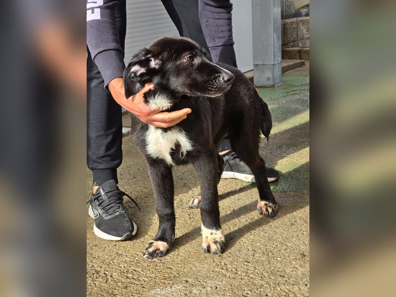 Tessa: möchte spielen, toben, lernen