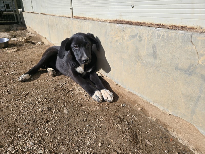 Tessa: möchte spielen, toben, lernen