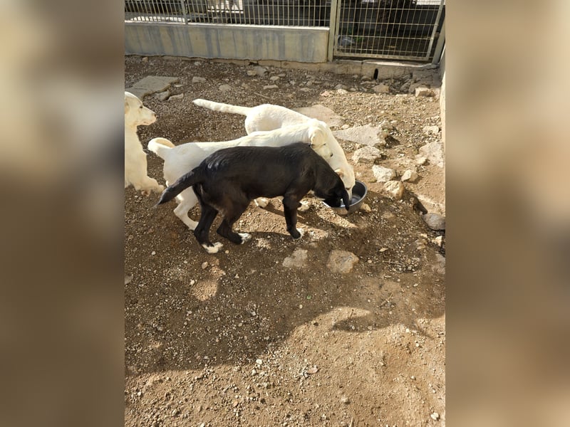 Tessa: möchte spielen, toben, lernen