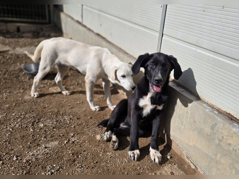 Tessa: möchte spielen, toben, lernen