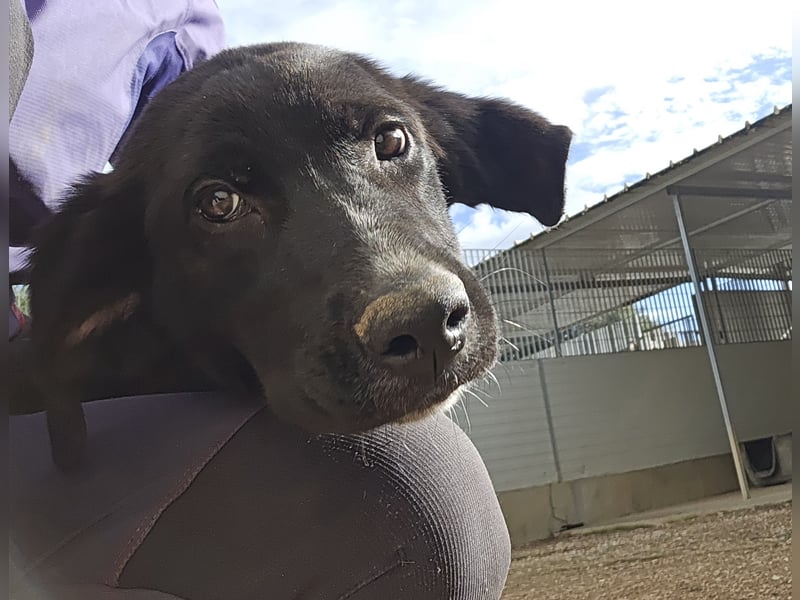 Tessa: möchte spielen, toben, lernen