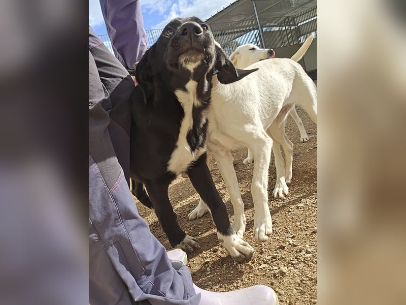 Tessa: möchte spielen, toben, lernen