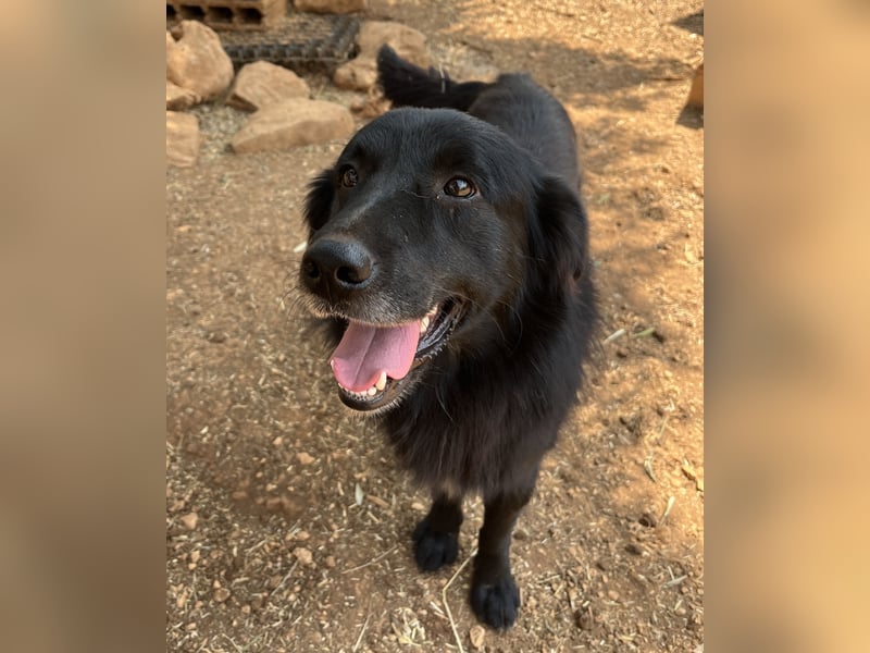 CICCIO   ein echter Schatz sucht sein FürImmerZuhause