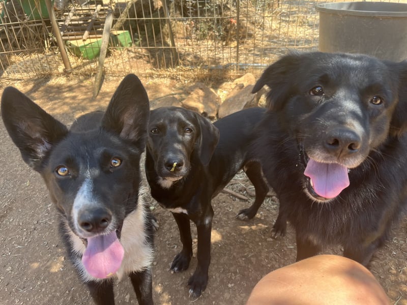 CICCIO   ein echter Schatz sucht sein FürImmerZuhause