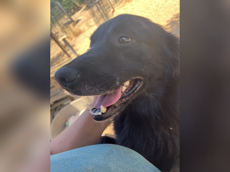 CICCIO   ein echter Schatz sucht sein FürImmerZuhause