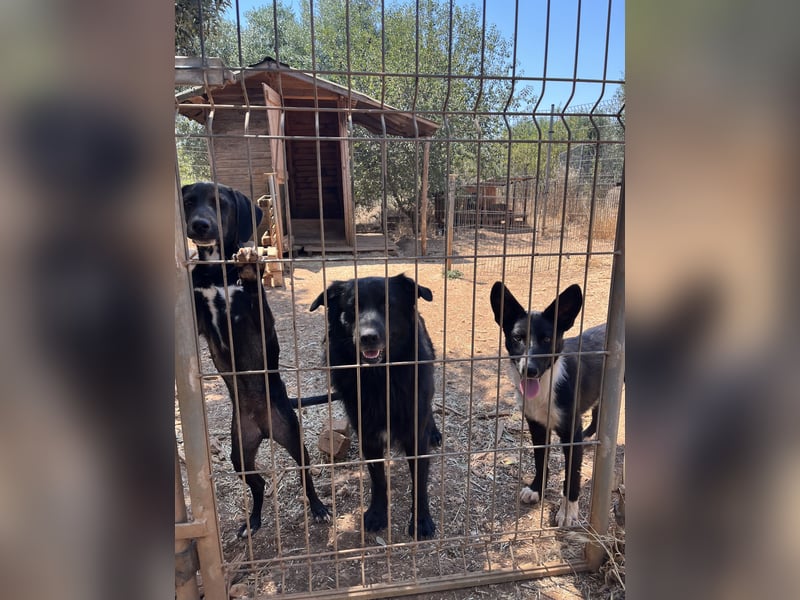 CICCIO   ein echter Schatz sucht sein FürImmerZuhause